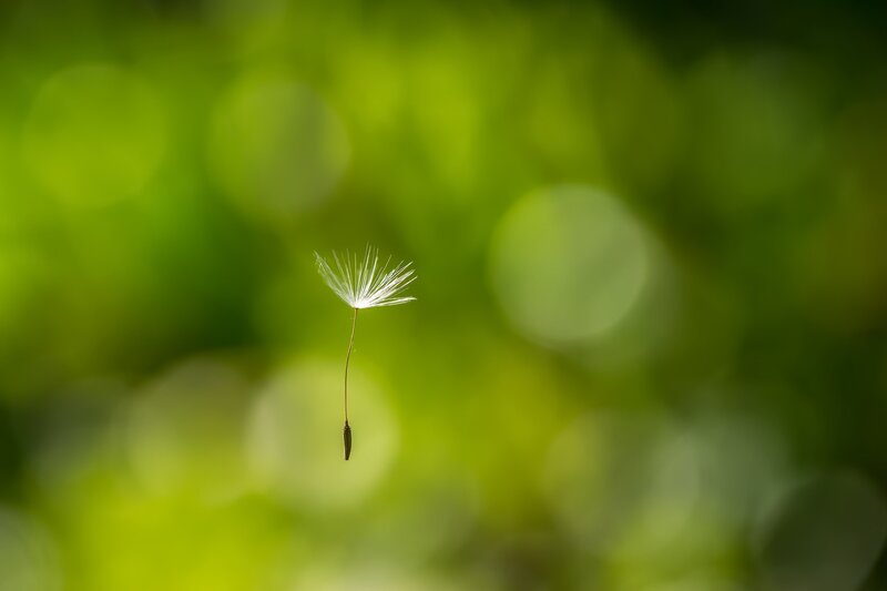 Dandelion Seed — Green