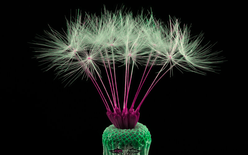 dandelion seed head