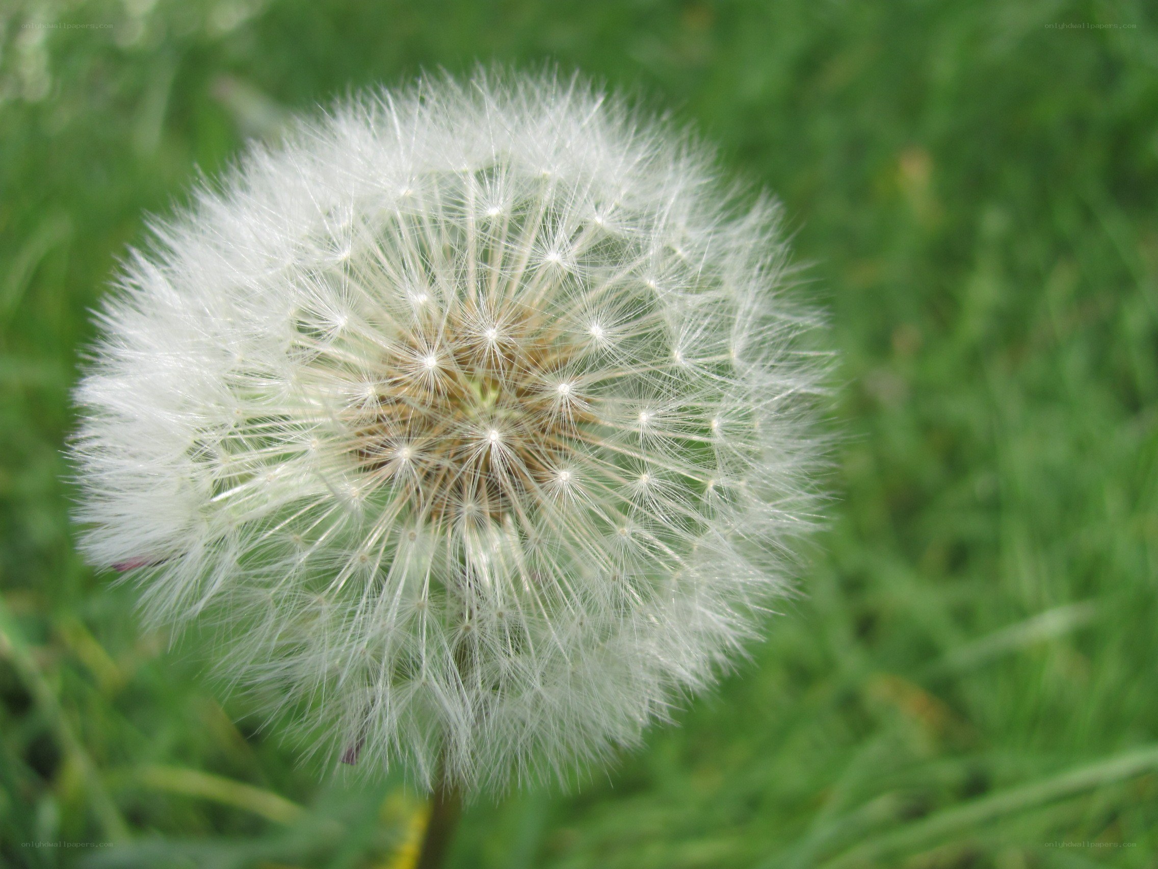 Dandelion seed head