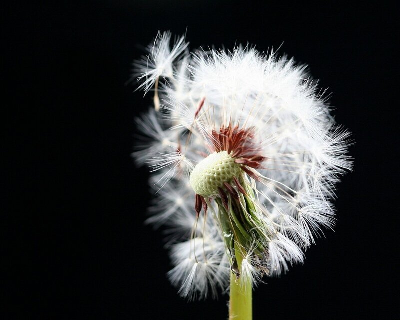 Dandelion seed head