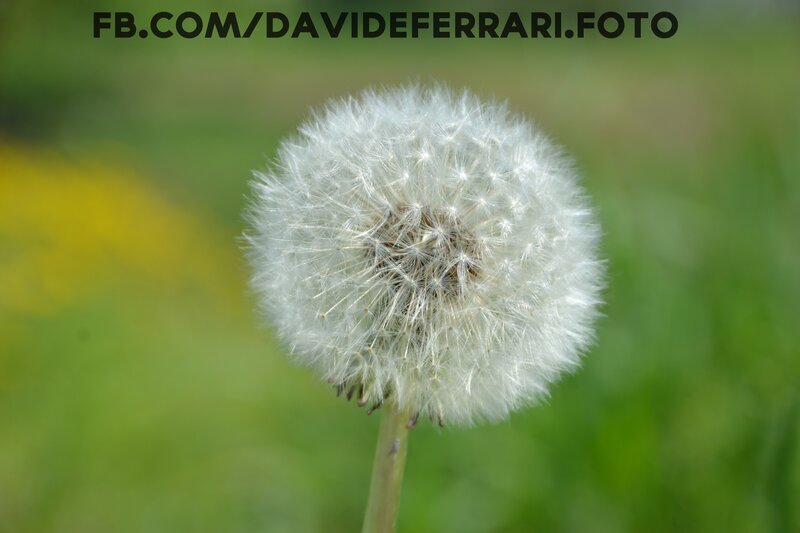 Dandelion seed head