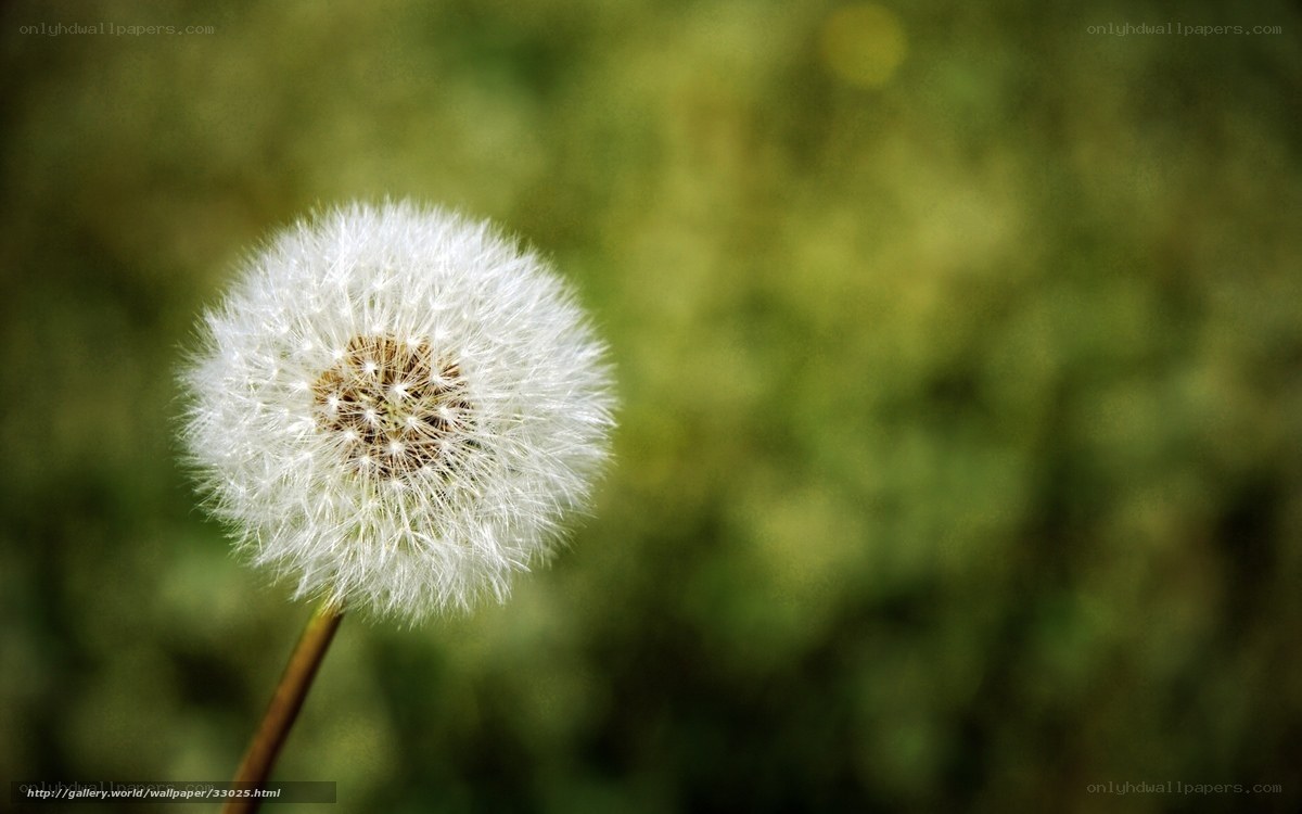 Dandelion seed head