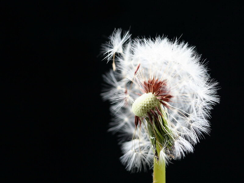 Dandelion seed head