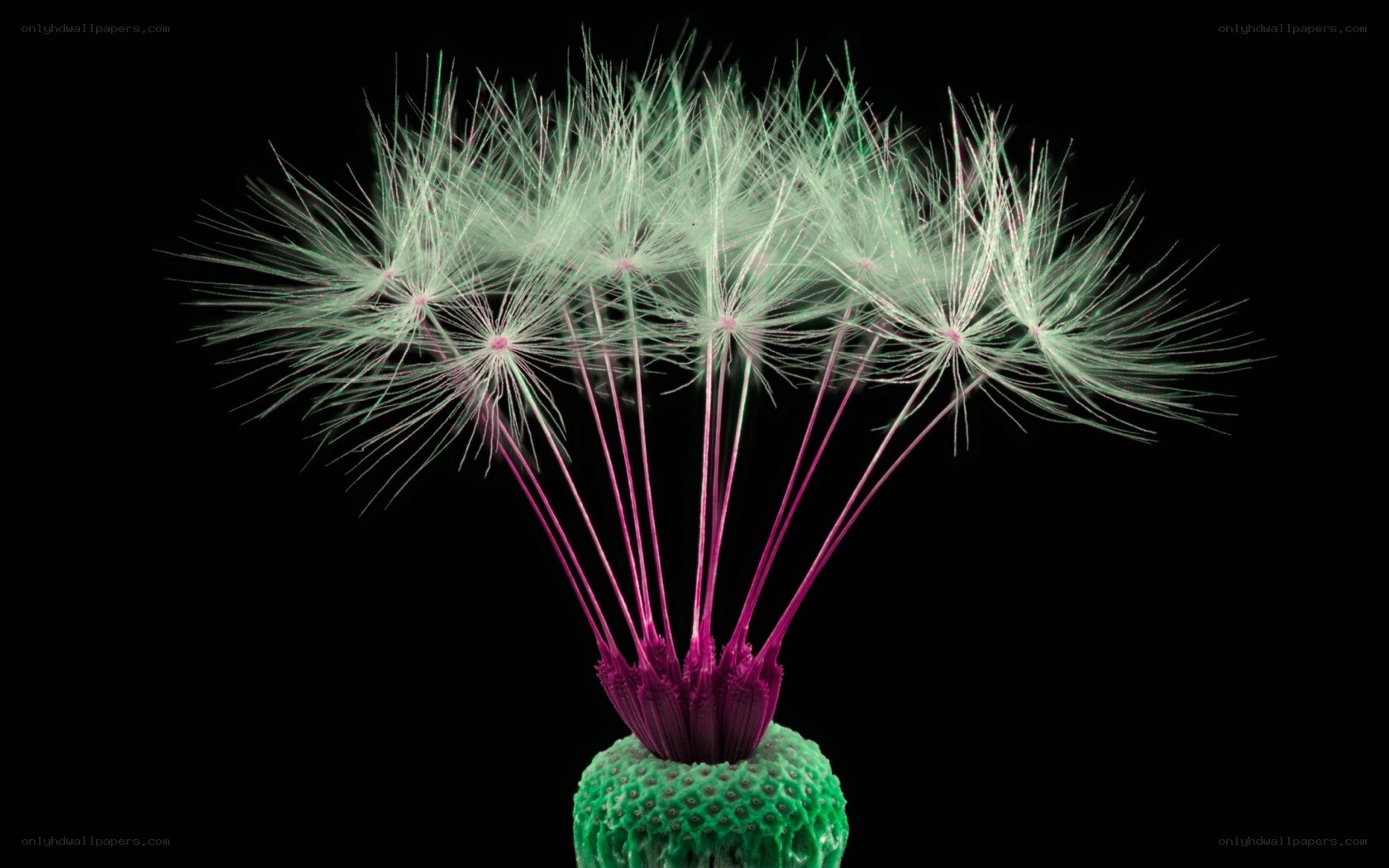 dandelion seed head