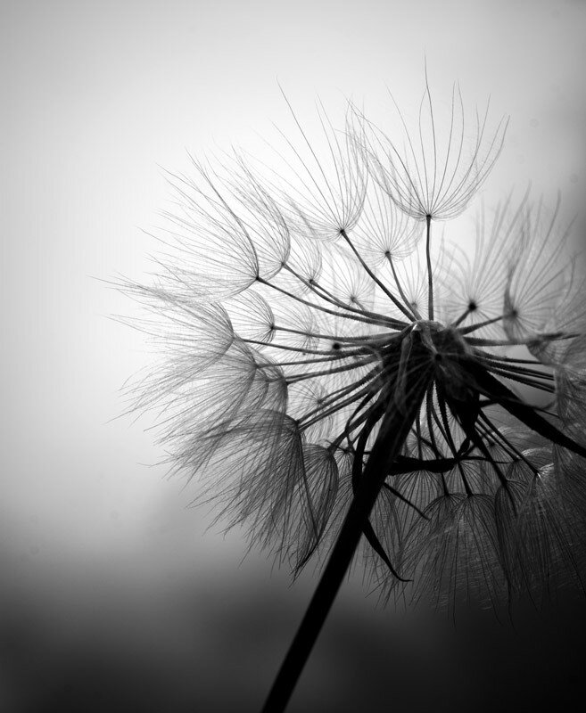 dandelion seed head