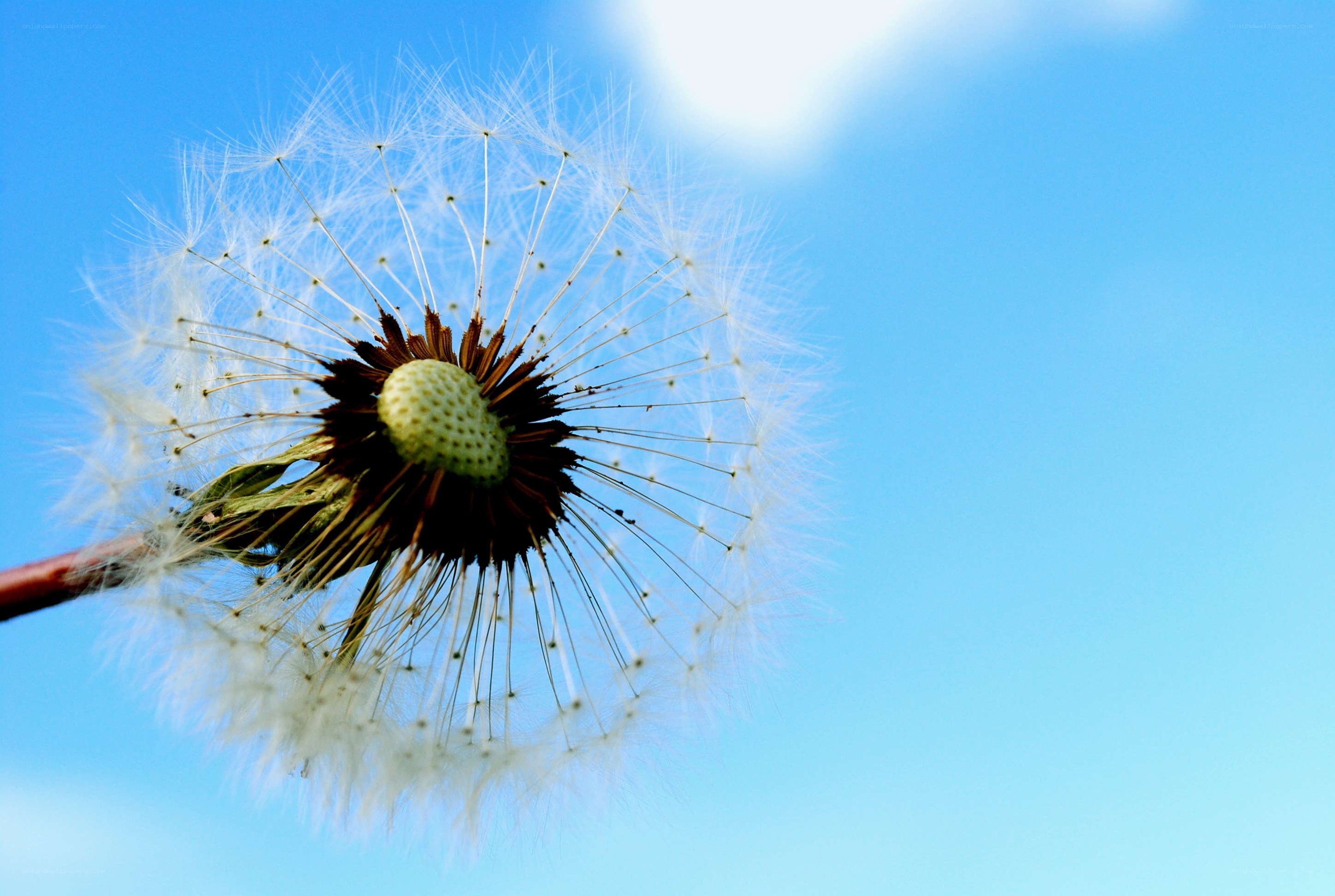 Dandelion seed head against blue sky