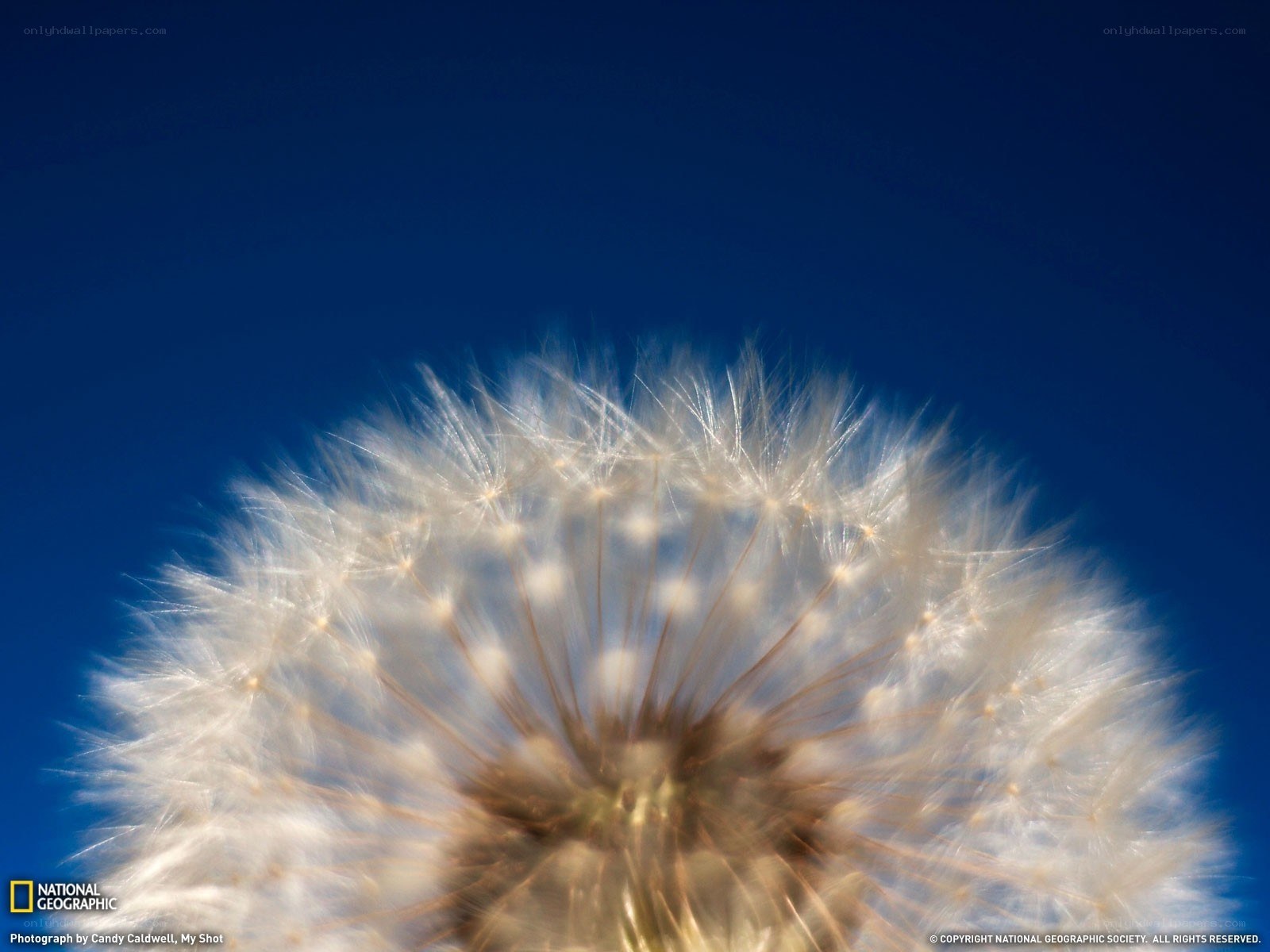 Dandelion seed head against blue sky