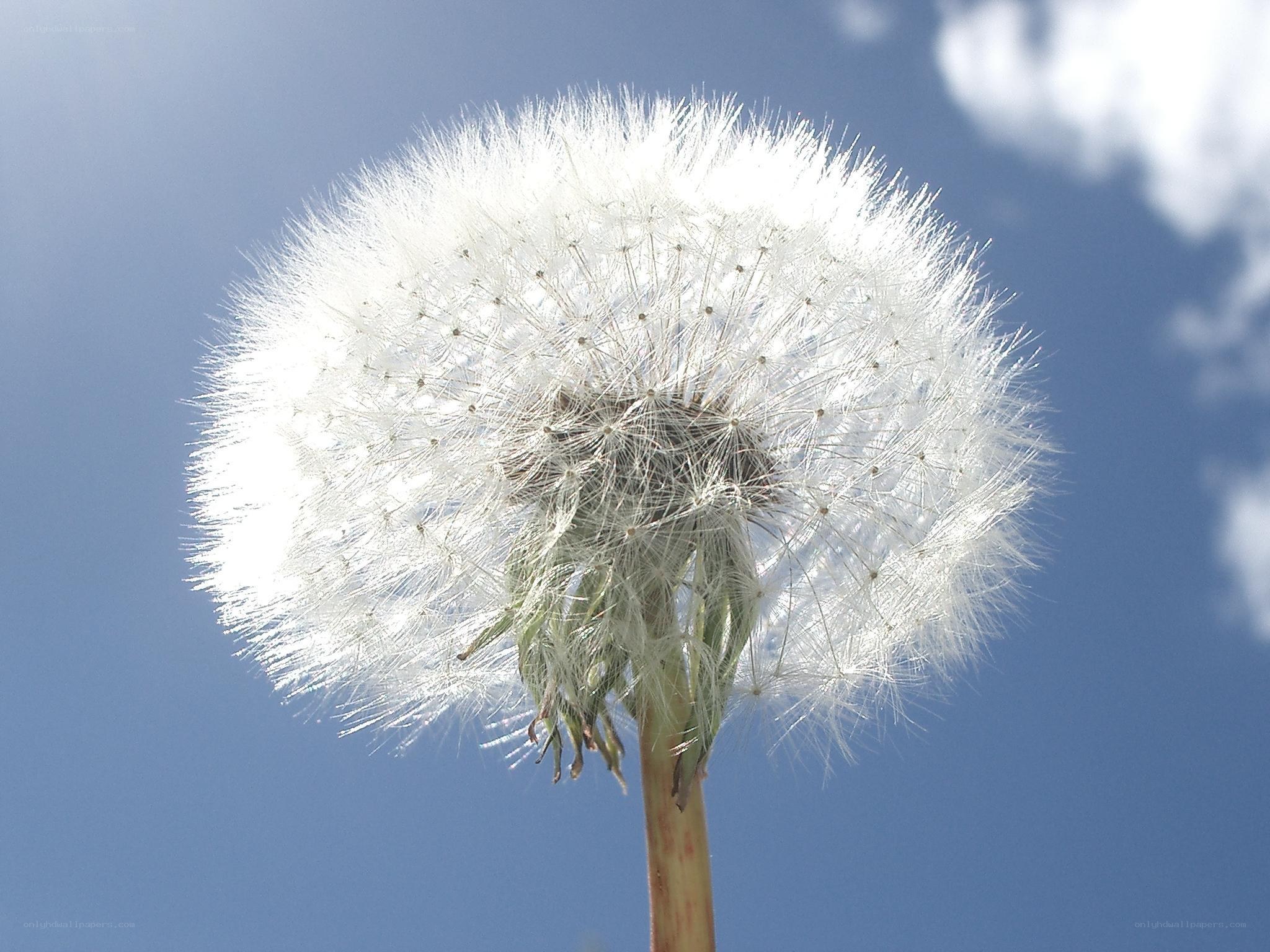 Dandelion seed head against blue sky