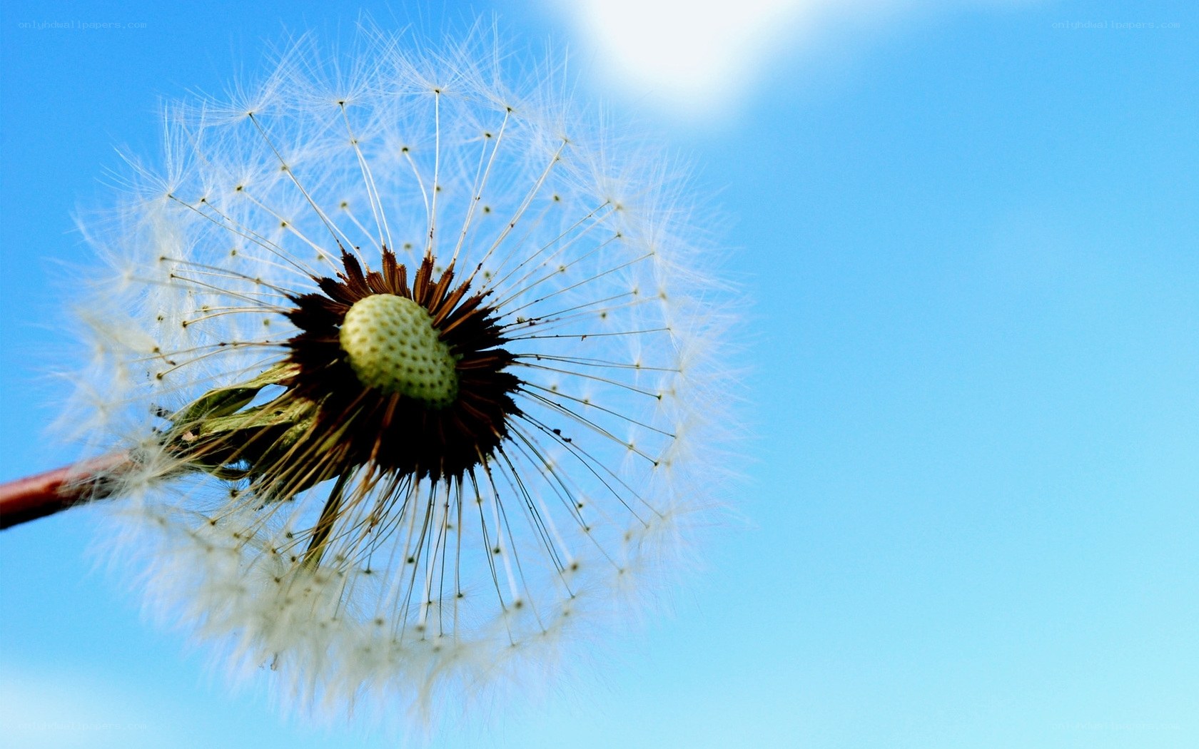 Dandelion seed head against blue sky