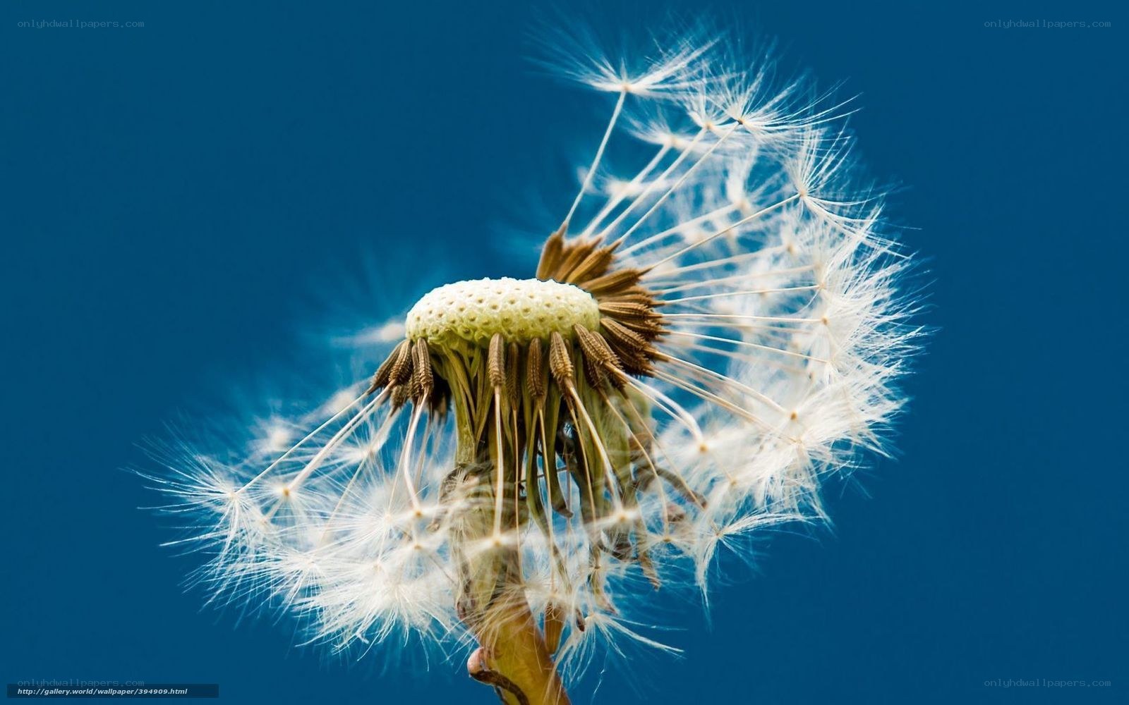 Dandelion seed head against blue sky