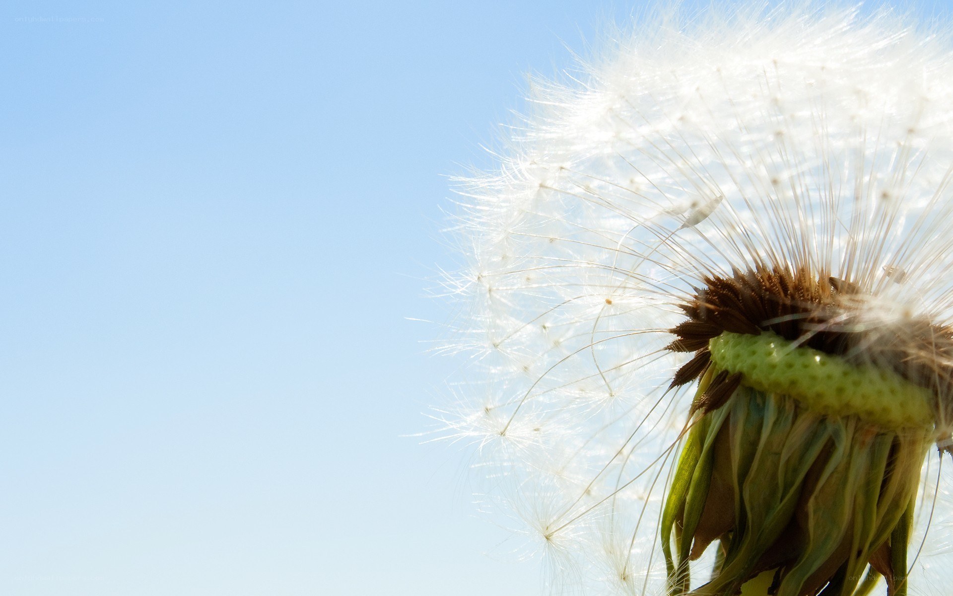Dandelion seed head against blue sky