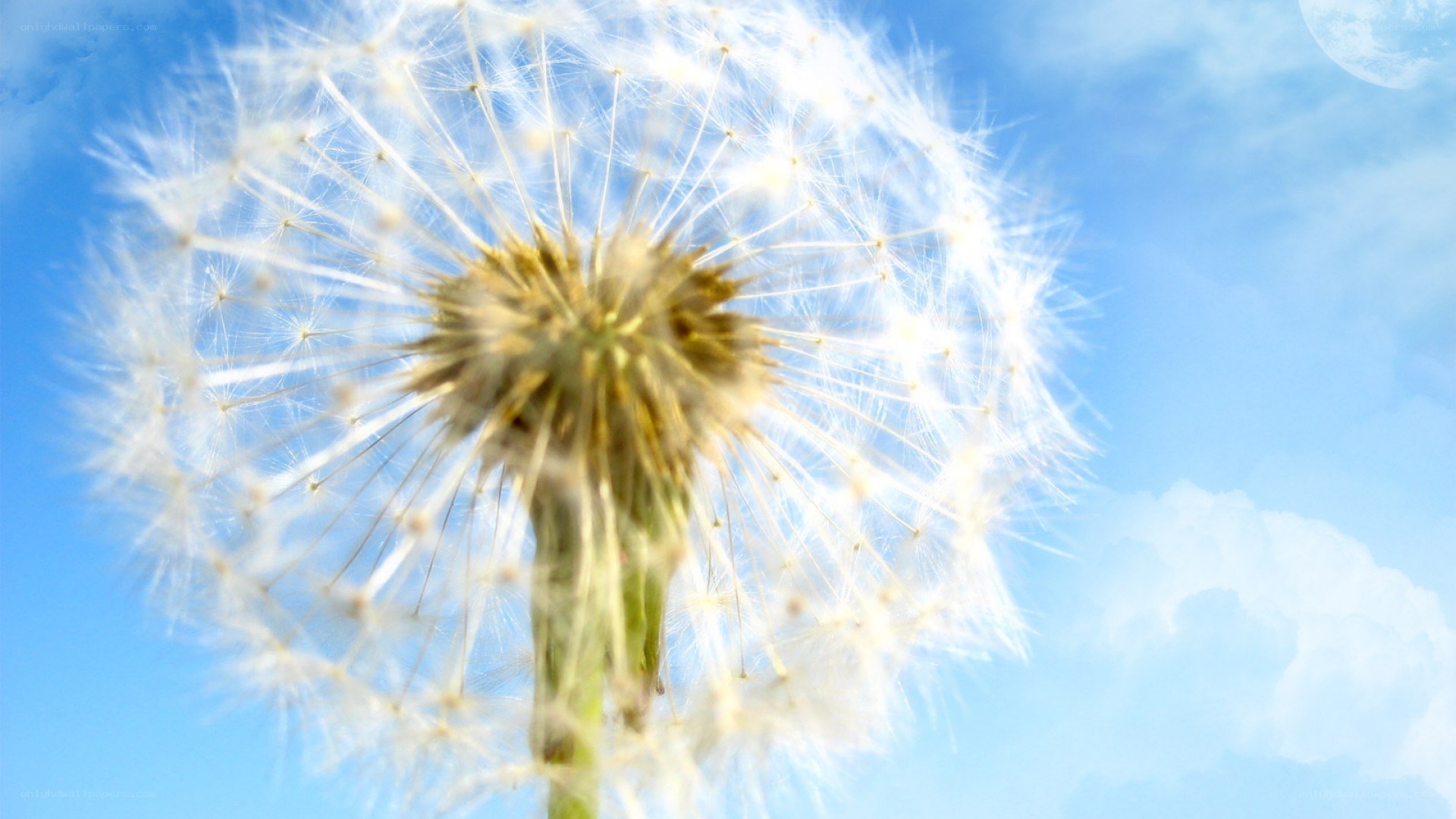 Dandelion seed head against blue sky