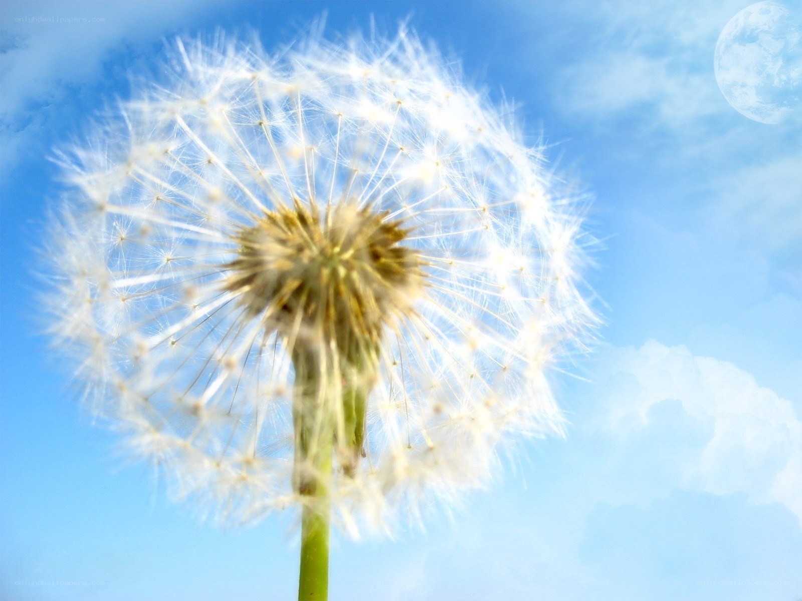 Dandelion seed head against blue sky