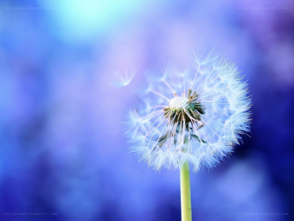 Dandelion seed head against blue