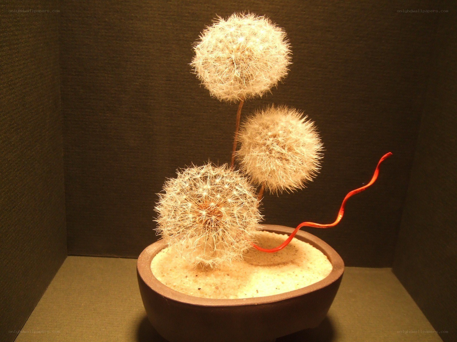 Dandelion seed head arrangement