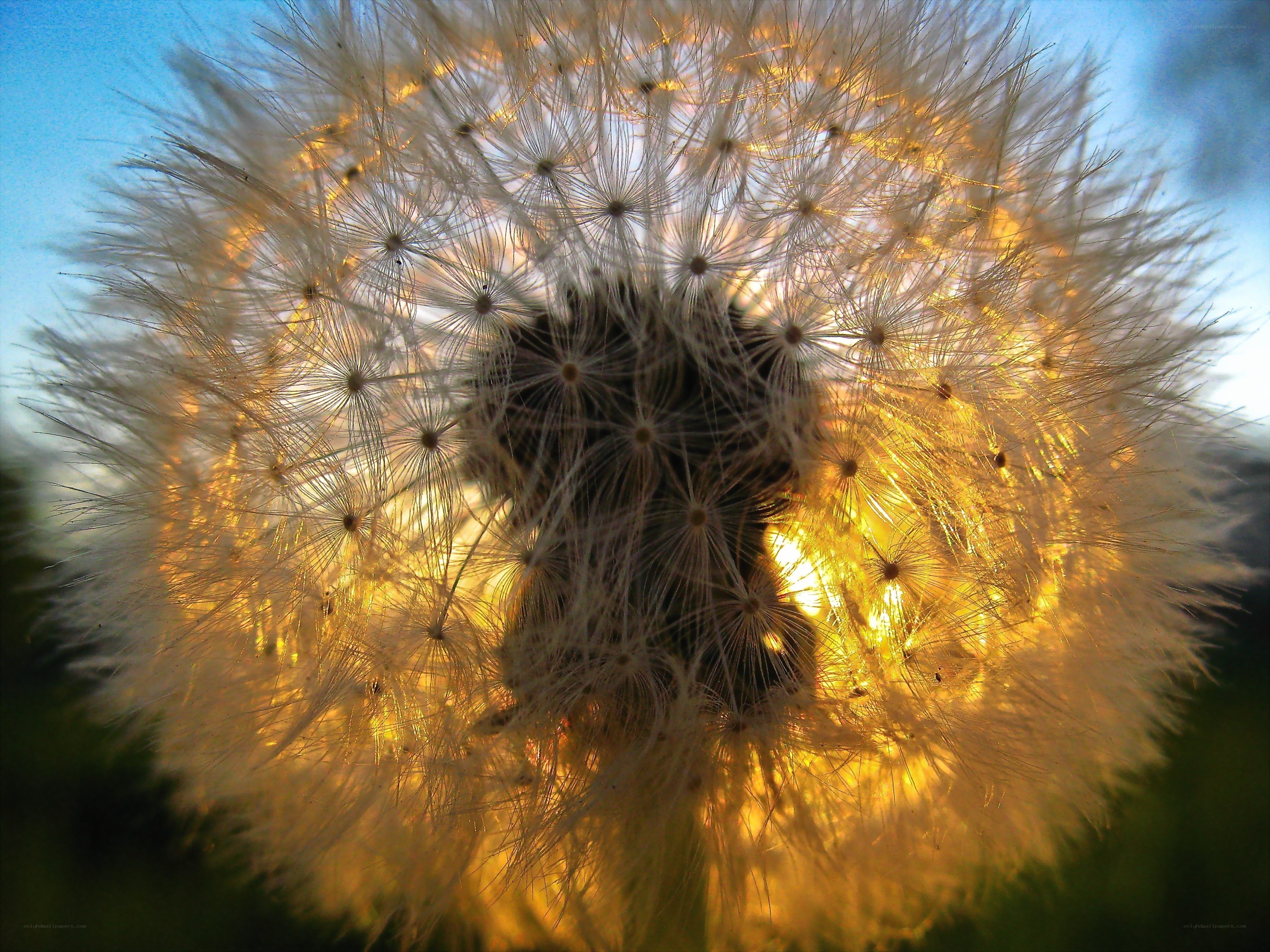 dandelion seed head at sunset