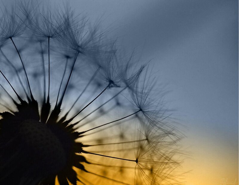 Dandelion seed head at sunset
