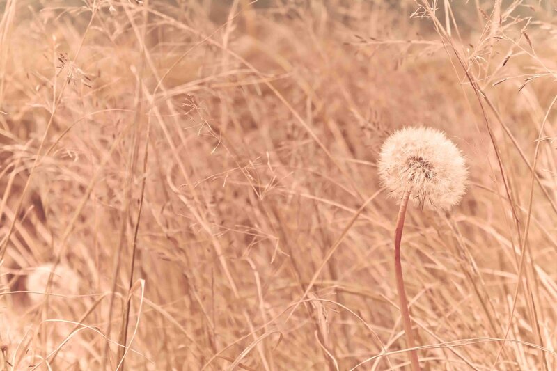 Dandelion Seed Head — Beige