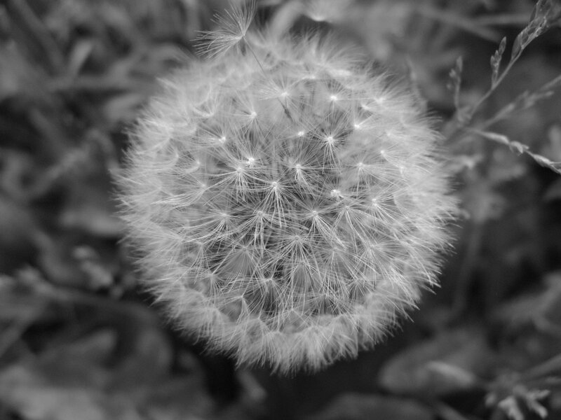 Dandelion Seed Head — Black, Calm, Photograph