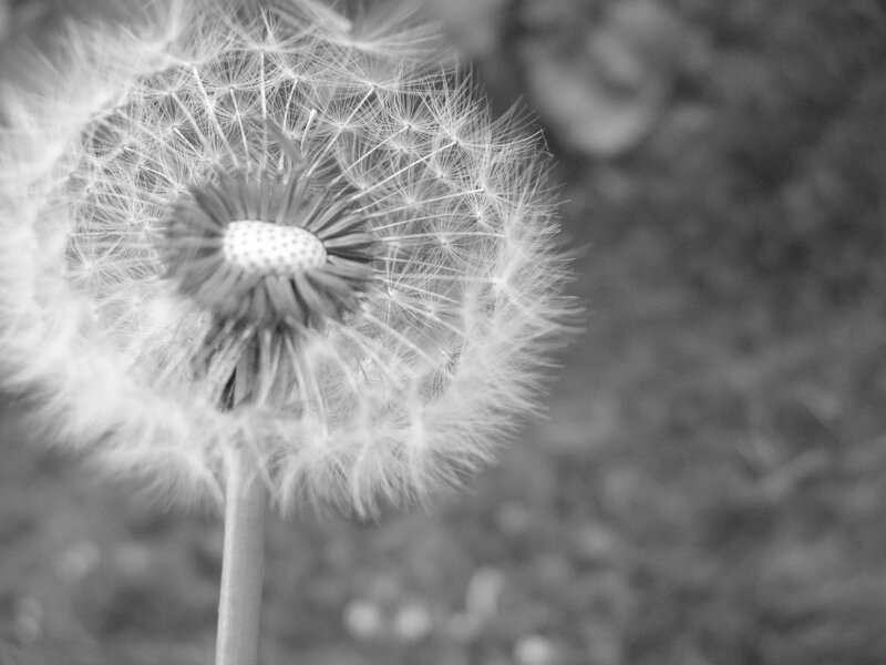 Dandelion Seed Head — Black, Calm