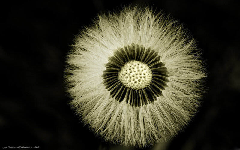 Dandelion Seed Head — Black, Dramatic, Photograph, Seed Head