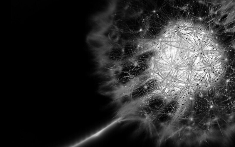 Dandelion Seed Head — Black, Dramatic, Photograph, Stem