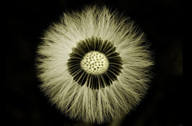 Dandelion Seed Head — Black, Dramatic, Photograph