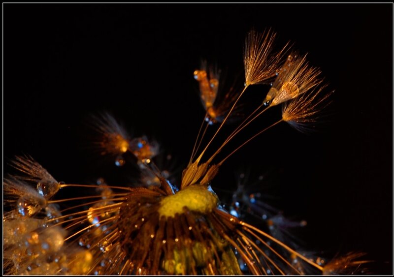 Dandelion Seed Head — Black, Dramatic
