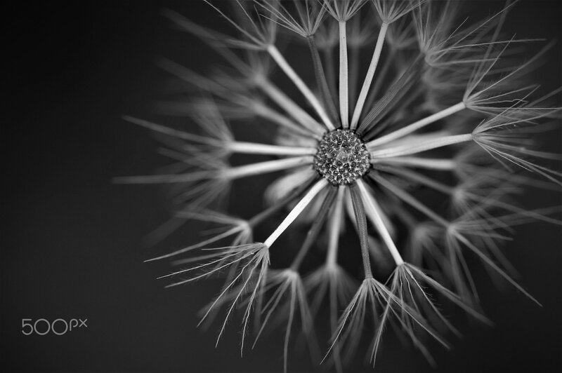 Dandelion Seed Head — Black, Minimalist