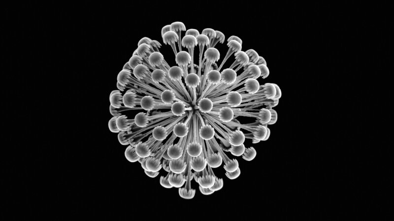 Dandelion Seed Head — Black, Neutral
