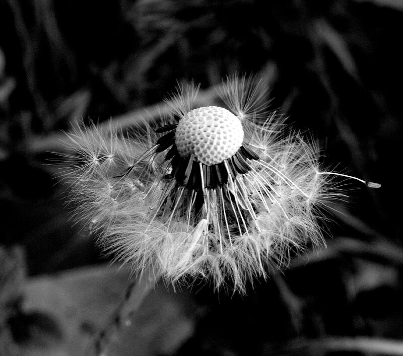 Dandelion Seed Head — Black, Photograph