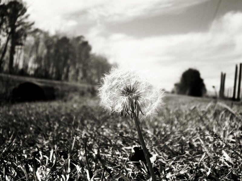 Dandelion Seed Head — Black, Serene, Afternoon