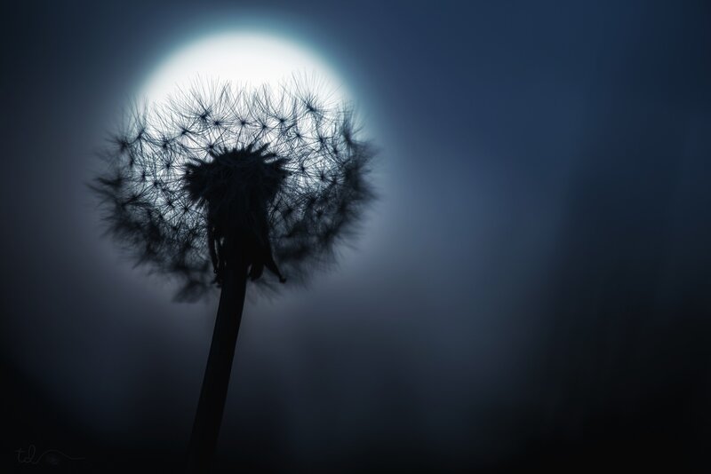Dandelion Seed Head — Black, Serene, Night