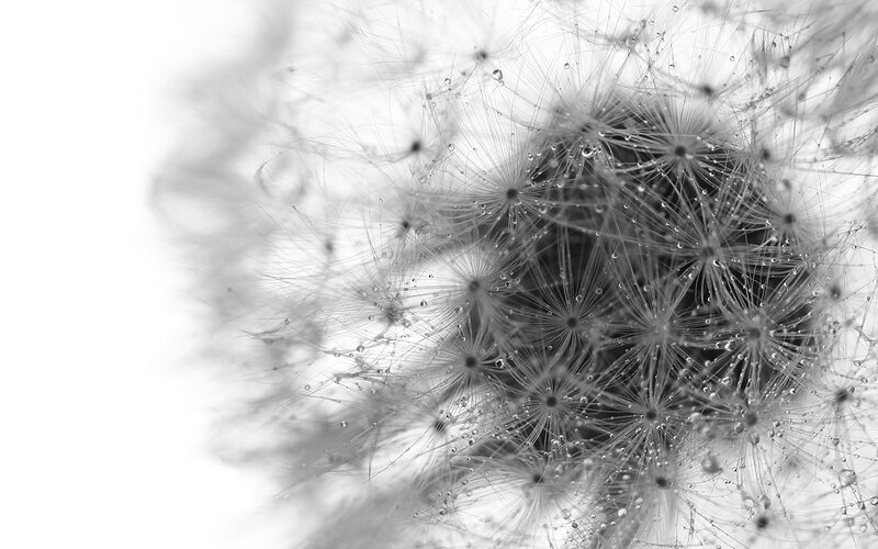 Dandelion Seed Head — Black, Serene, Photograph, Droplet, Stem