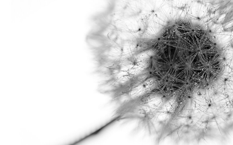 Dandelion Seed Head — Black, Serene, Photograph, Droplet