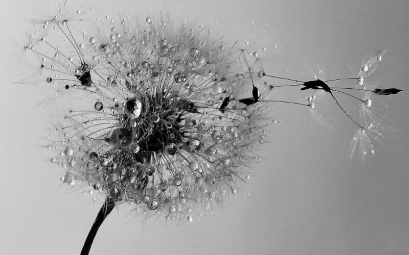 Dandelion Seed Head — Black, Serene, Photograph, Droplets