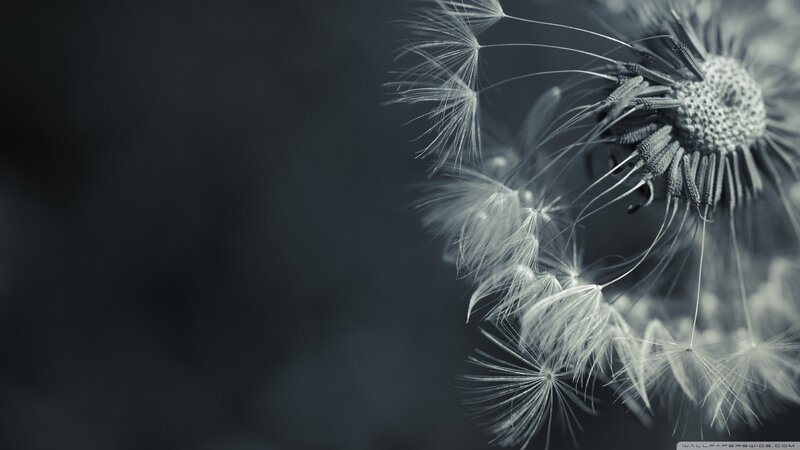 Dandelion Seed Head — Black, Serene, Photograph, Flower, Dark Background