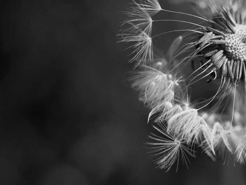 Dandelion Seed Head — Black, Serene, Photograph, Flower