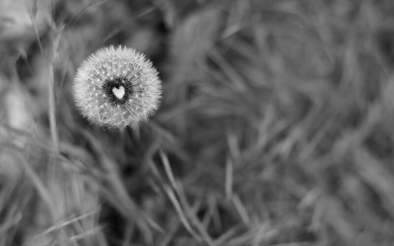 Dandelion Seed Head — Black, Serene, Photograph, Grass