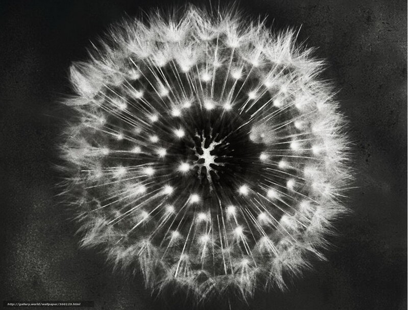 Dandelion Seed Head — Black, Serene, Photograph, Stem
