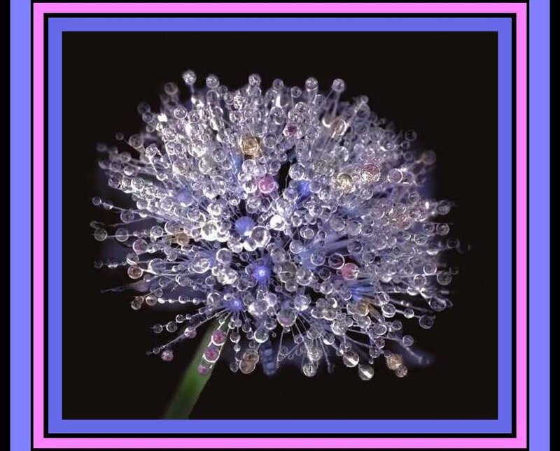 Dandelion Seed Head — Black, Serene, Photograph