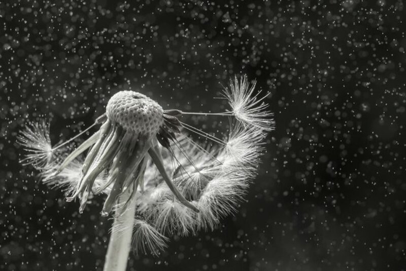 Dandelion Seed Head — Black, Serene