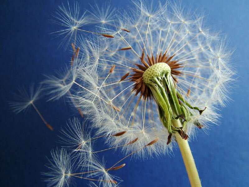 Dandelion Seed Head — Blue, Calm, Photograph