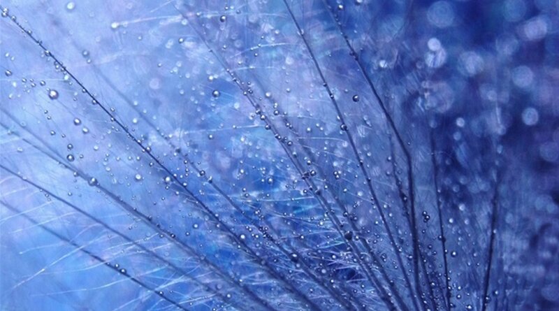 Dandelion Seed Head — Blue, Calm