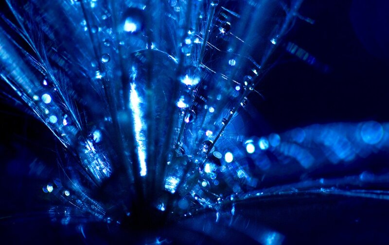 Dandelion Seed Head — Blue, Dark