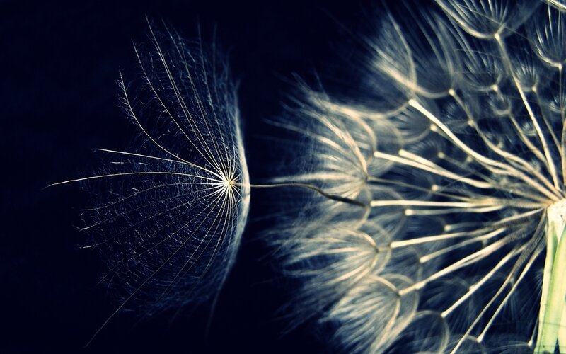 Dandelion Seed Head — Blue, Dramatic, Night, Photograph