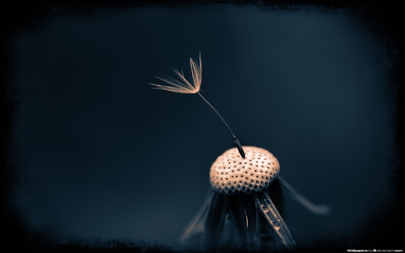 Dandelion Seed Head — Blue, Dramatic, Night