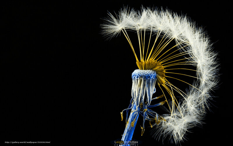 Dandelion Seed Head — Blue, Dramatic