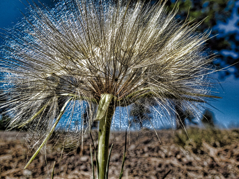 Dandelion Seed Head — Blue, Natural