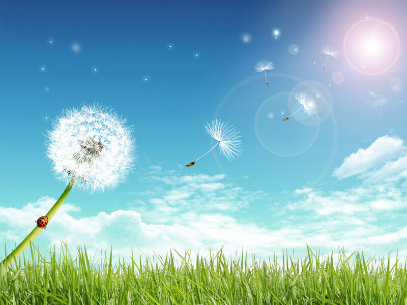 Dandelion Seed Head — Blue, Serene, Afternoon, Photograph, Ladybug